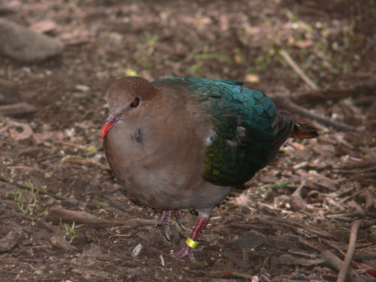 Emerald Pigeon पन्ना कबूतर