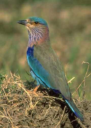 कर्नाटक राज्य पक्षी, भारतीय रोलर The state bird, Indian roller