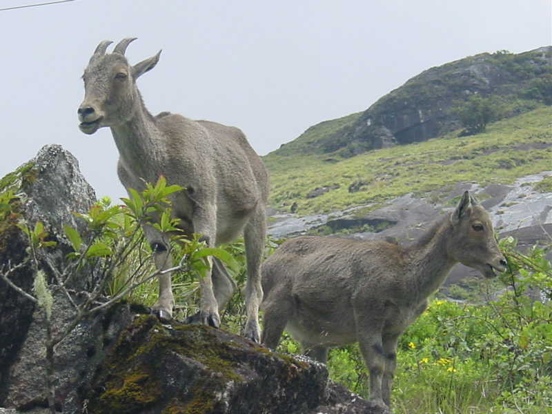 nilgiri tahr नीलगिरि तहर