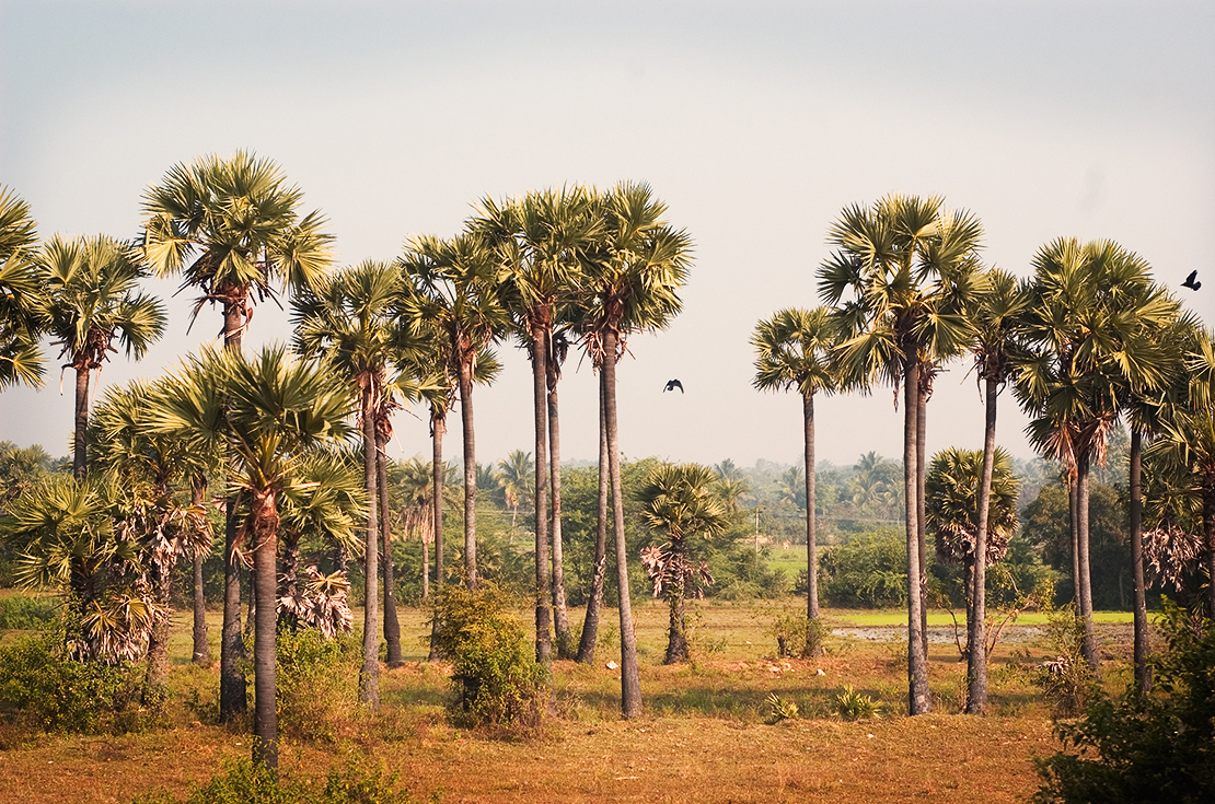 palm tree ताड़ वृक्ष