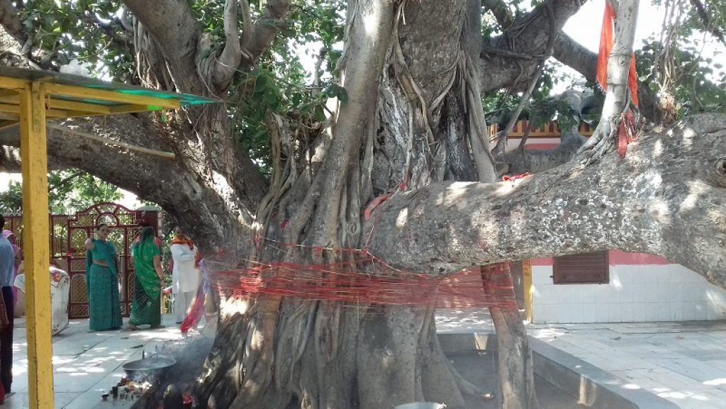 Shukratirtha Shukratal Akshaya Vat शुक्रतीर्थ शुक्रताल अक्षय वट